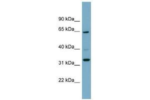 ZNF791 antibody used at 0.