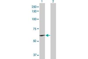 Western Blot analysis of ELN expression in transfected 293T cell line by ELN MaxPab polyclonal antibody. (Elastin Antikörper  (AA 1-658))