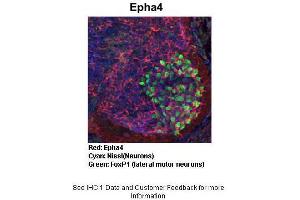 Sample Type : Embryonic mouse spinal cord Primary Antibody Dilution : 1:1000 Secondary Antibody : Anti-rabbit-Cy3 Secondary Antibody Dilution : 1:1000 Color/Signal Descriptions : Red: Epha4 Cyan: Nissl(Neurons) Green: FoxP1 (lateral motor neurons) Gene Name : Epha4 Submitted by : Joshua R. (EPH Receptor A4 Antikörper  (C-Term))