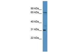 Image no. 1 for anti-Ral Guanine Nucleotide Dissociation Stimulator-Like 3 (RGL3) (AA 338-387) antibody (ABIN6746440) (RGL3 Antikörper  (AA 338-387))