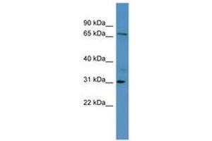 RGL3 antibody  (AA 338-387)