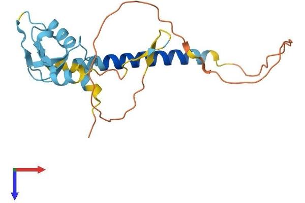 RNF152 Protein (AA 1-203) (His tag)