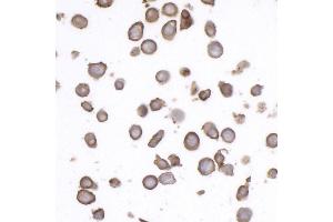 Immunocytochemistry (ICC) image for anti-CD45RO (CD45RO) antibody (ABIN7449553) (CD45RO Antikörper)
