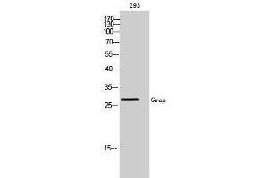 Western Blotting (WB) image for anti-GRB2-Related Adaptor Protein (GRAP) (N-Term) antibody (ABIN3184928) (GRAP Antikörper  (N-Term))