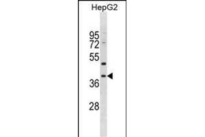 PED1 Antibody (Center) (ABIN1881551 and ABIN2838681) western blot analysis in HepG2 cell line lysates (35 μg/lane). (MPPED1 Antikörper  (AA 140-168))