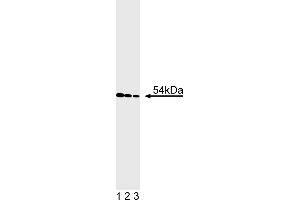 Western Blotting (WB) image for anti-Cyclin A2 (CCNA2) antibody (ABIN967424)