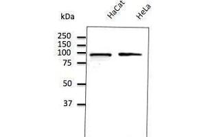 Anti-Calnexin ER membrane marker Ab (ABOC37) at 1/500 dilution, lysates at 50 µg per Iane, Rabbit potyctonal to goat lµg (HRP) at 1/10,000 dilution, (Calnexin Antikörper  (C-Term))