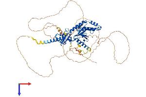 CACNB2 Protein (AA 1-655) (His tag)