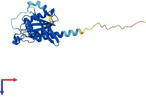 RAB24 Protein (AA 1-203) (His tag)