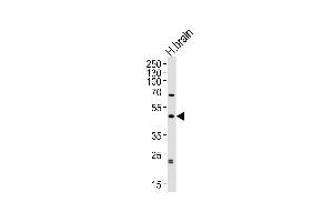 Western blot analysis of lysate from human brain tissue lysate, using ABHD12 Antibody (N-term) (ABIN652851 and ABIN2842551). (ABHD12 Antikörper  (N-Term))