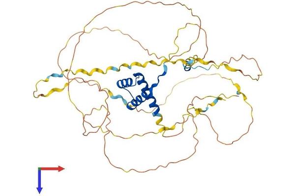 HOXA3 Protein (AA 1-443) (His tag)