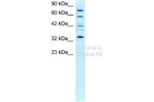 Western Blot showing CDK7 antibody used at a concentration of 0. (CDK7 Antikörper  (C-Term))