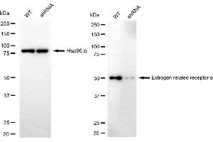 Western blotting analysis using estrogen related receptor alpha antibody (ABIN7798495). (Rekombinanter ESRRA Antikörper)