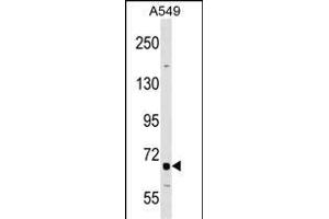 TNFRSF21 Antibody (Center) (ABIN1538355 and ABIN2848926) western blot analysis in A549 cell line lysates (35 μg/lane). (TNFRSF21 Antikörper  (AA 356-385))