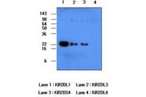 Image no. 1 for anti-Killer Cell Immunoglobulin-Like Receptor, Two Domains, Long Cytoplasmic Tail, 1 (KIR2DL1) (AA 23-223) antibody (ABIN377223) (KIR2DL1 Antikörper  (AA 23-223))