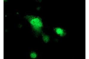 Immunofluorescence (IF) image for anti-Protein Kinase, CAMP-Dependent, Regulatory, Type I, beta (PRKAR1B) antibody (ABIN1500408) (PRKAR1B Antikörper)
