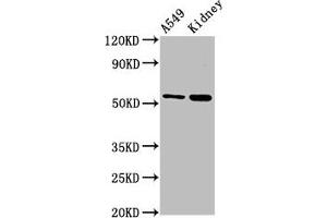 Western Blot Positive WB detected in: A549 whole cell lysate, Rat kidney tissue All lanes: AFG1L antibody at 3 μg/mL Secondary Goat polyclonal to rabbit IgG at 1/50000 dilution Predicted band size: 55 kDa Observed band size: 55 kDa (AFG1-Like ATPase (AFG1L) (AA 14-313) Antikörper)