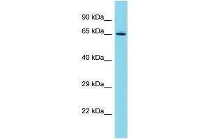 Host: Rabbit Target Name: C19orf44 Sample Type: Jurkat Whole Cell lysates Antibody Dilution: 1. (C19ORF44 Antikörper  (N-Term))