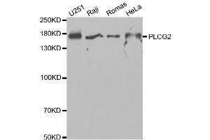 Western blot analysis of extracts of various cell lines, using PLCG2 antibody. (Phospholipase C gamma 2 Antikörper  (AA 1-300))