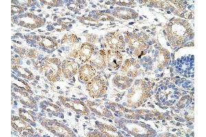 Immunohistochemistry (IHC) image for anti-Wingless-Type MMTV Integration Site Family, Member 9B (WNT9B) (C-Term) antibody (ABIN630146)