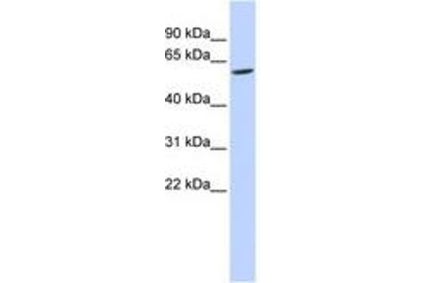 FAM134C Antikörper  (AA 36-85)