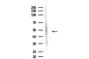 Western blot analysis of lysates from Hela cells(UV,30 min treatment), using Phospho-Tau (Thr212)[Thr529] Antibody at 1/1000 dilution.