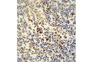 Immunohistochemistry analysis in formalin fixed and paraffin embedded human lymph node reacted with LY6G6C Antibody (C-term) followed which was peroxidase conjugated to the secondary antibody and followed by DAB staining.