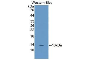 Detection of Recombinant IL13, Canine using Polyclonal Antibody to Interleukin 13 (IL13) (IL-13 Antikörper  (AA 19-131))