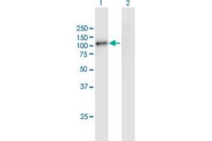 Western Blot analysis of GSG2 expression in transfected 293T cell line by GSG2 MaxPab polyclonal antibody. (GSG2 Antikörper  (AA 1-798))