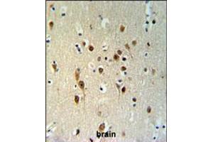 TOX3 Antibody IHC analysis in formalin fixed and paraffin embedded brain tissue followed by peroxidase conjugation of the secondary antibody and DAB staining. (TOX3 Antikörper  (AA 214-242))