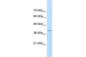 Western Blotting (WB) image for anti-FK506 Binding Protein 6, 36kDa (FKBP6) antibody (ABIN2462654) (FKBP6 Antikörper)