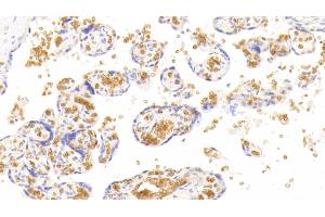 Detection of HBa1 in Human Placenta Tissue using Monoclonal Antibody to Hemoglobin Alpha 1 (HBa1) (HBA1 Antikörper  (AA 1-142))