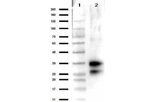 Western Blot results of Rabbit Anti-Deoxyribonuclease 1 Antibody. (DNASE1 Antikörper)