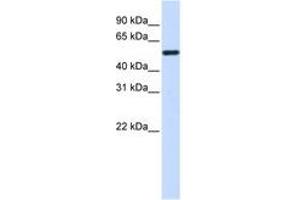Image no. 1 for anti-Tubulin, alpha 4a (TUBA4A) (C-Term) antibody (ABIN6740657) (TUBA4A Antikörper  (C-Term))