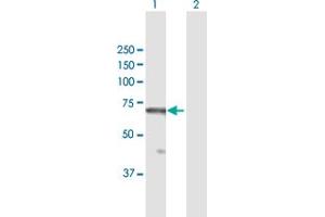 Western Blot analysis of RBBP5 expression in transfected 293T cell line by RBBP5 MaxPab polyclonal antibody. (RBBP5 Antikörper  (AA 1-538))