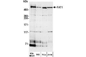 anti-FAT Tumor Suppressor Homolog 1 (FAT1) (AA 4484-4534) antibody