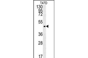 PENK Antibody (Center) (ABIN652070 and ABIN2840535) western blot analysis in T47D cell line lysates (35 μg/lane). (Enkephalin Antikörper  (AA 145-174))