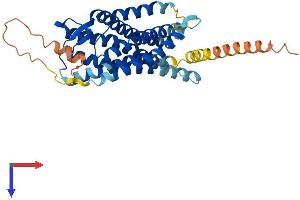 Angiotensin II Type 2 Receptor Protein (AA 1-363) (His tag)