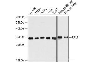 Western blot analysis of extracts of various cell lines using RPL7 Polyclonal Antibody at dilution of 1:3000. (RPL7 Antikörper)