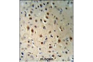 AGO1 Antibody (N-term) (R) IHC analysis in formalin fixed and paraffin embedded human brain tissue followed by peroxidase conjugation of the secondary antibody and DAB staining. (AGO1 Antikörper  (N-Term))