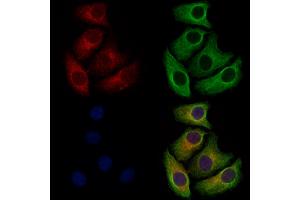 NAPE-PLD Antibody staining Hela cells by IF/ICC. (NAPEPLD Antikörper  (Internal Region))