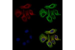 GCP2 Antibody staining Hela cells by IF/ICC.