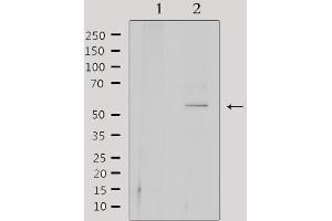 Western blot analysis of extracts from 293, using CEP55 Antibody. (CEP55 Antikörper  (C-Term))
