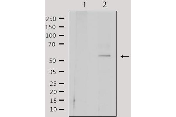 CEP55 antibody  (C-Term)