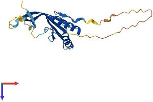 RPP25 Protein (AA 1-199) (His tag)