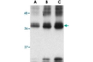 Western blot analysis of (A) 5 ng, (B) 25 ng and (C) 50 ng of recombinant TNFSF12 with TNFSF12 polyclonal antibody  at 1 ug/mL . (TWEAK Antikörper)