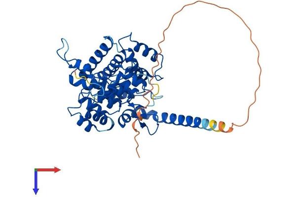 ANKMY2 Protein (AA 1-441) (His tag)