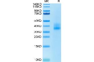 CD137 Protein (AA 24-186) (His tag)