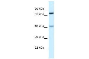 Western Blot showing Prmt7 antibody used at a concentration of 1. (PRMT7 Antikörper  (C-Term))