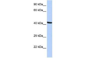 Kaptin antibody used at 1 ug/ml to detect target protein.
